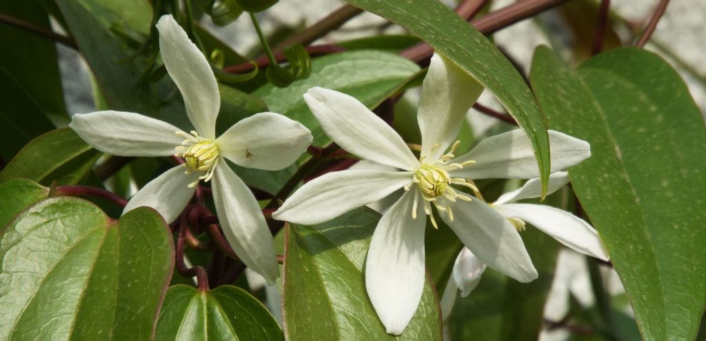 Clematis armandii  (Ranunculaceae)